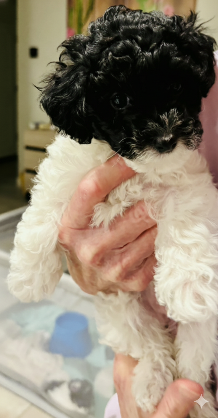 Adorable Mini Toy Poodle Puppy