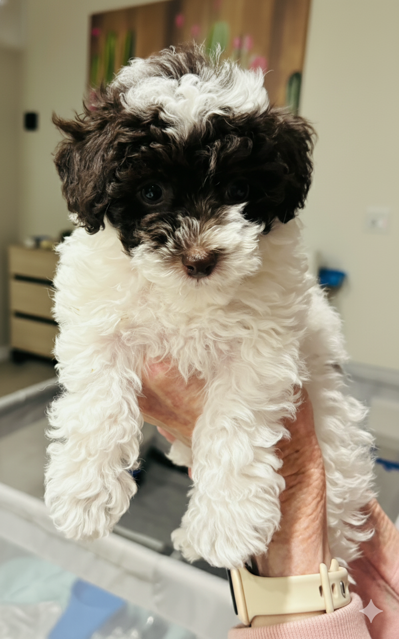 Playful Mini Toy Poodle Puppy