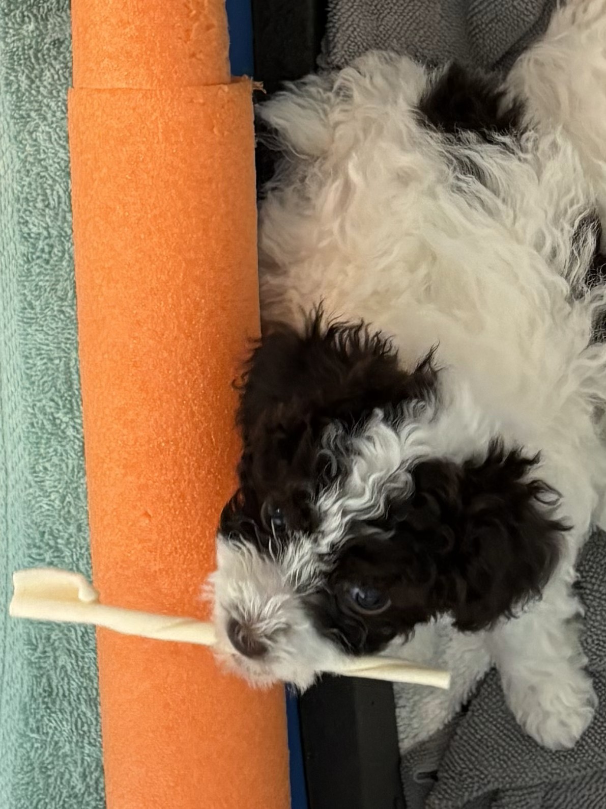 Happy Mini Toy Poodle Puppy