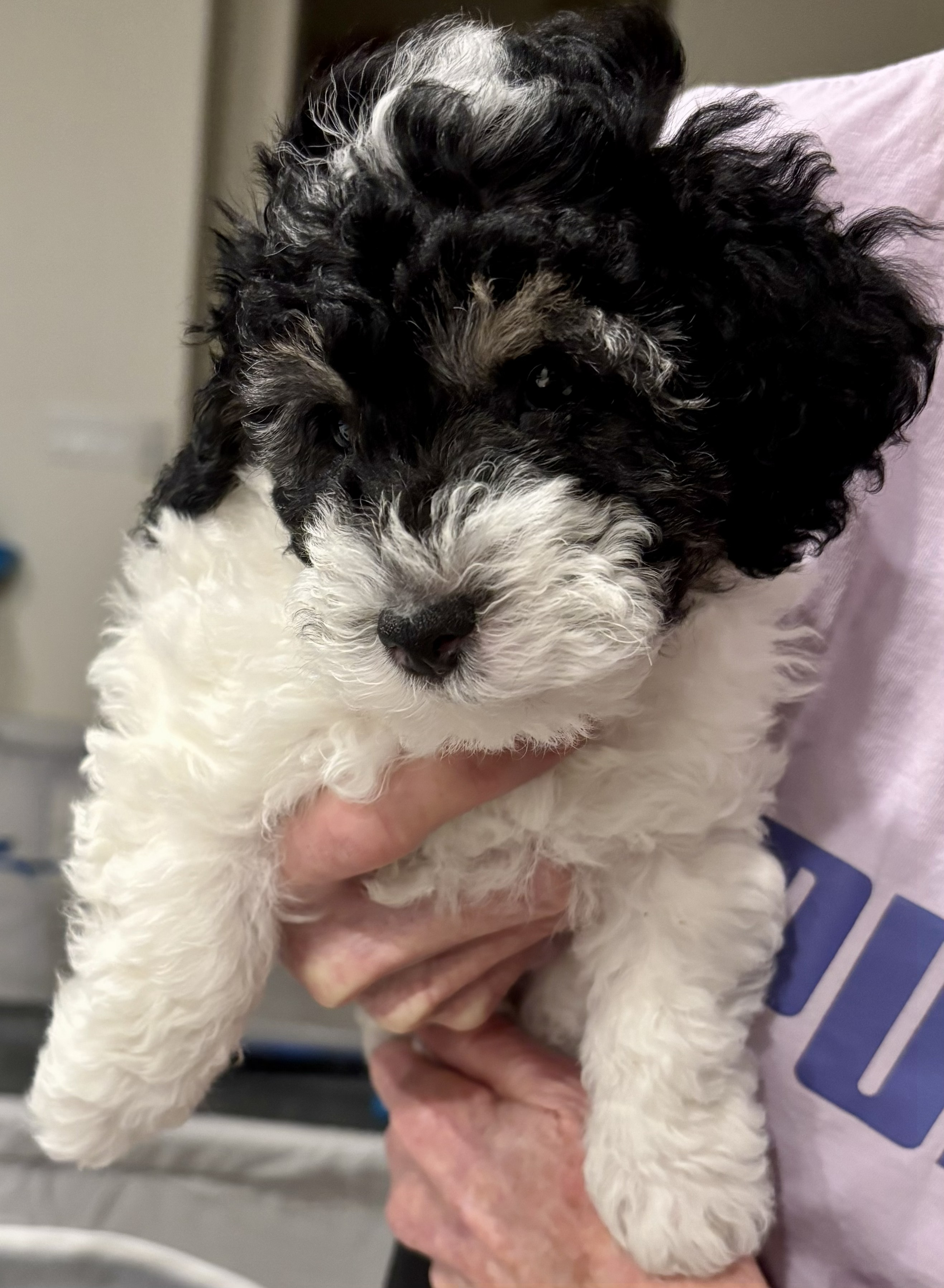 Cute Mini Toy Poodle Puppy