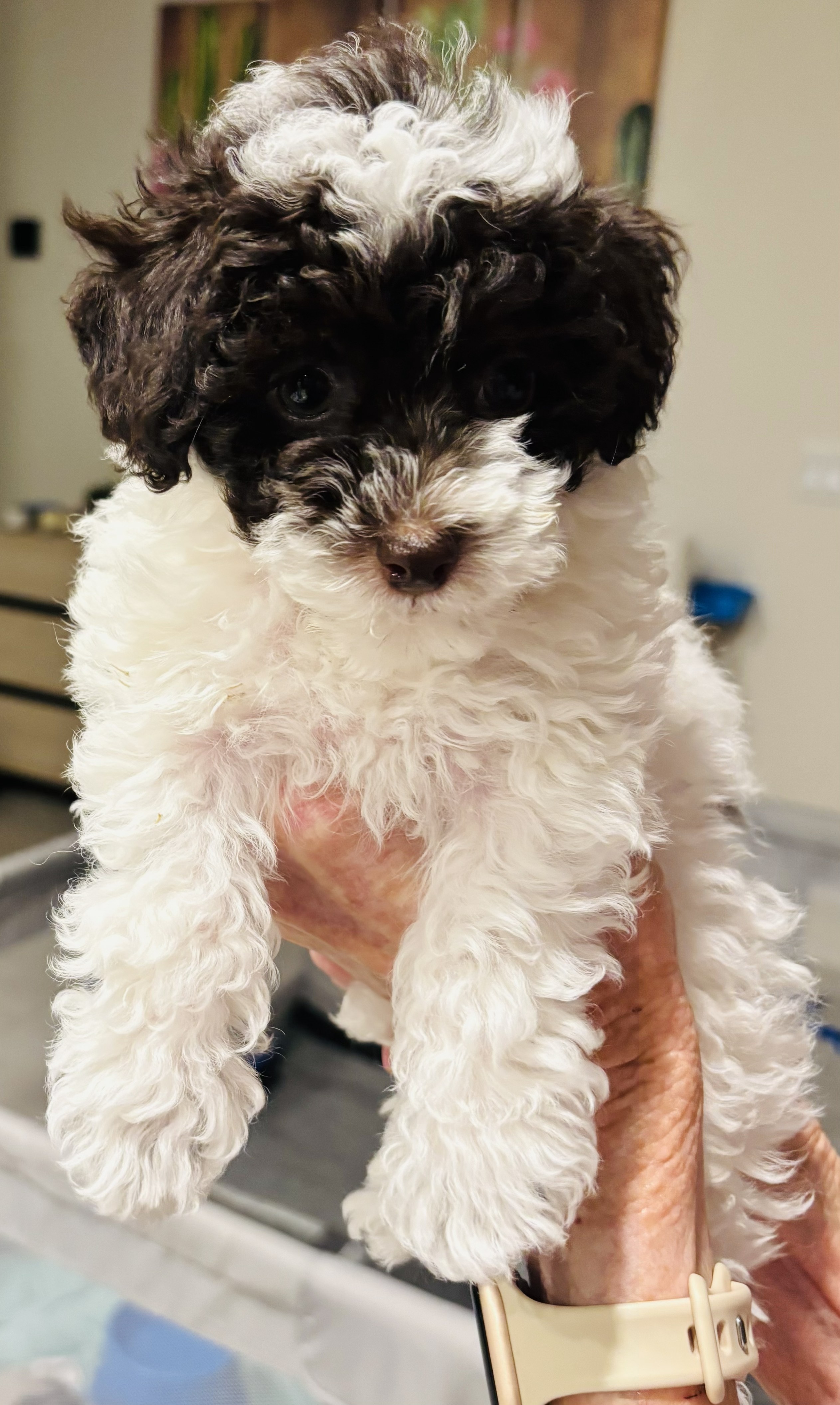 Loving Mini Toy Poodle Puppy